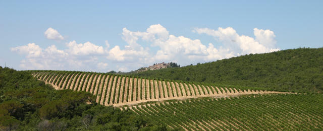 panorama colline senesi 1